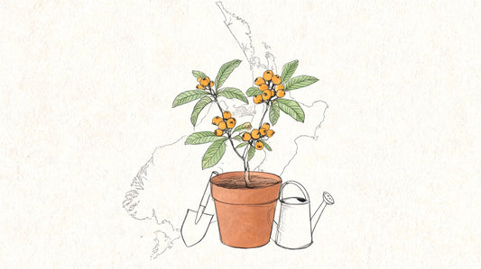 Loquat Fruit NZ: Grow & Harvest Yours Today!
