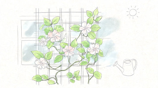 How to Grow Madagascar Jasmine: The Complete 2026 NZ Guide