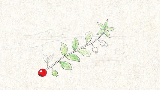 Natal Plum Carissa Emerald Star Your NZ Guide