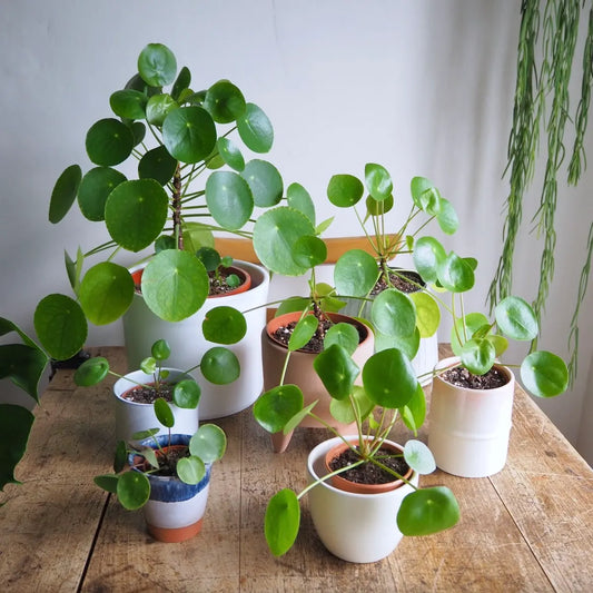 Money Plant | Care Tips for Thriving Plants