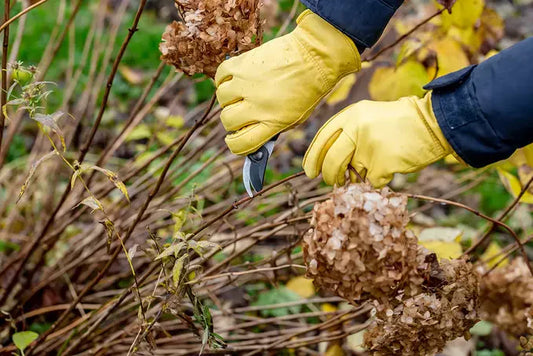 Hydrangeas | When to Prune