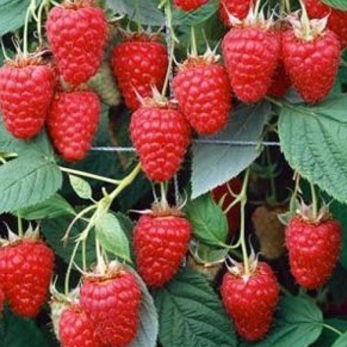 Raspberries | Prune For a Bumper Berry Harvest