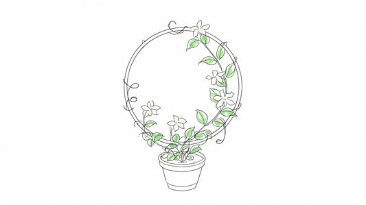 Stephanotis Floribunda Madagascar Jasmine: NZ Guide