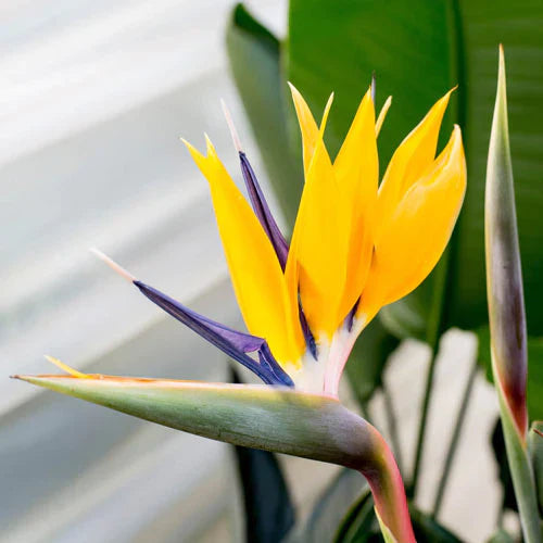 Strelitzia 'Mandela's Gold' | A Complete Care Guide