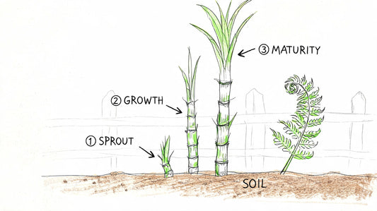 Growing Sugarcane in NZ: A Complete Home Garden Guide