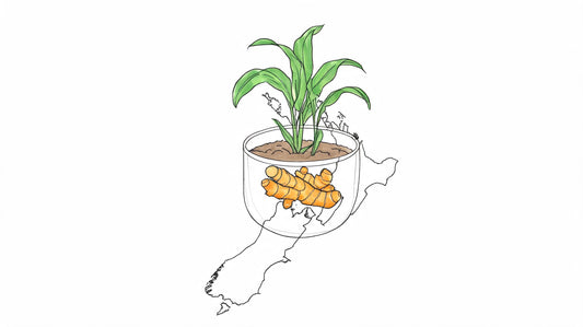 Your Guide to Turmeric Curcuma Longa in New Zealand