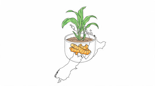 Your Guide to Turmeric Curcuma Longa in New Zealand