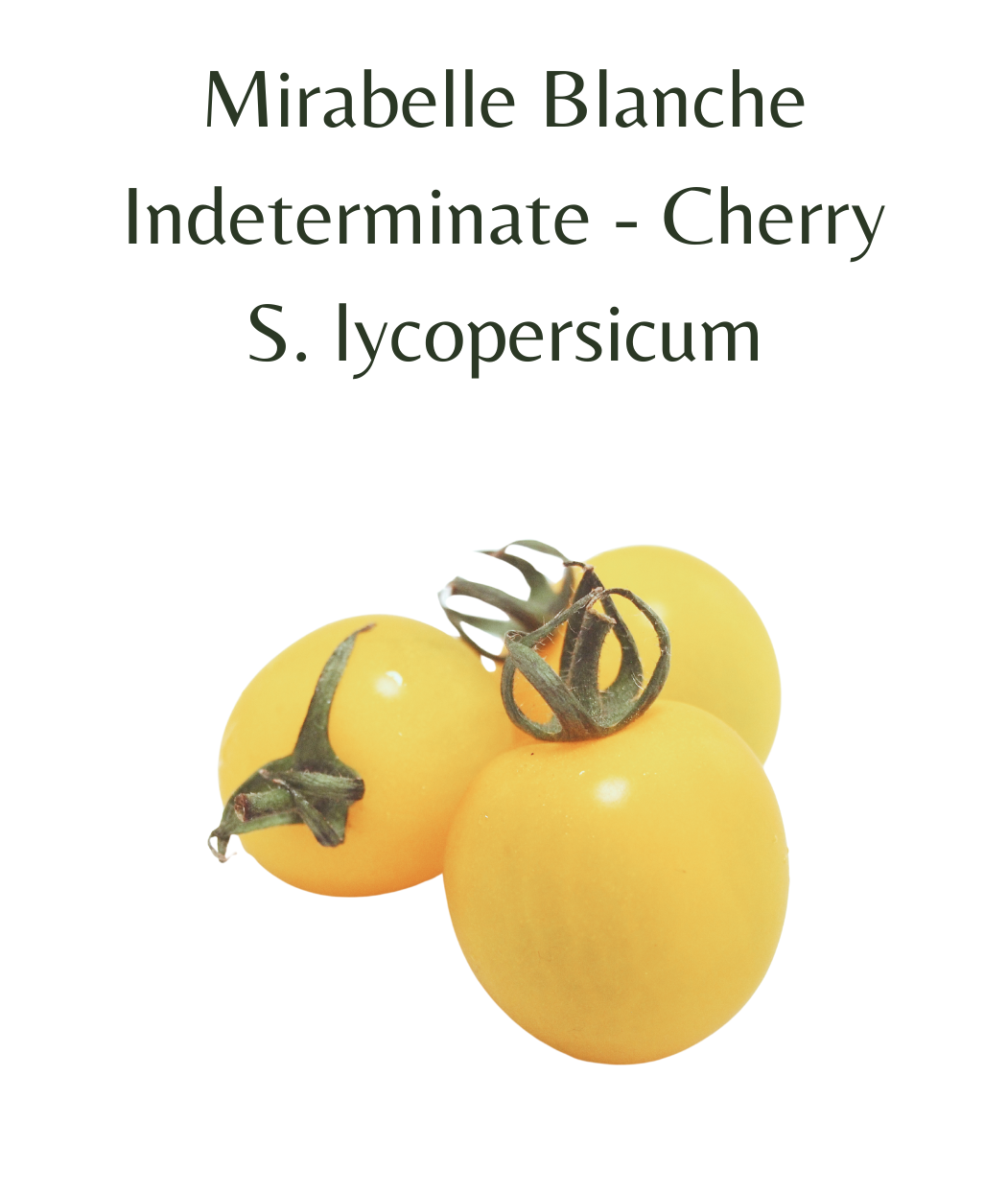 Mirabelle Blanche Tomato (10 seeds)