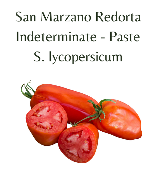 San Marzano Redorta Tomato (10 seeds)