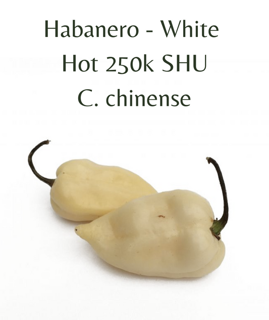 Habanero White Chilli Seeds (10 seeds)