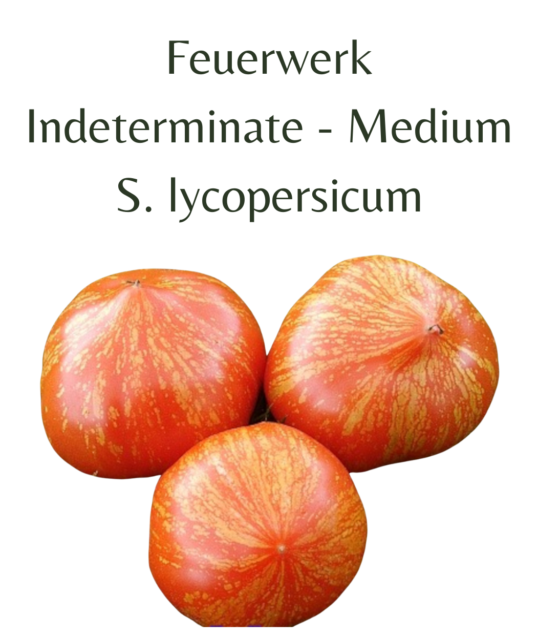 Feuerwerk Tomato (10 seeds)