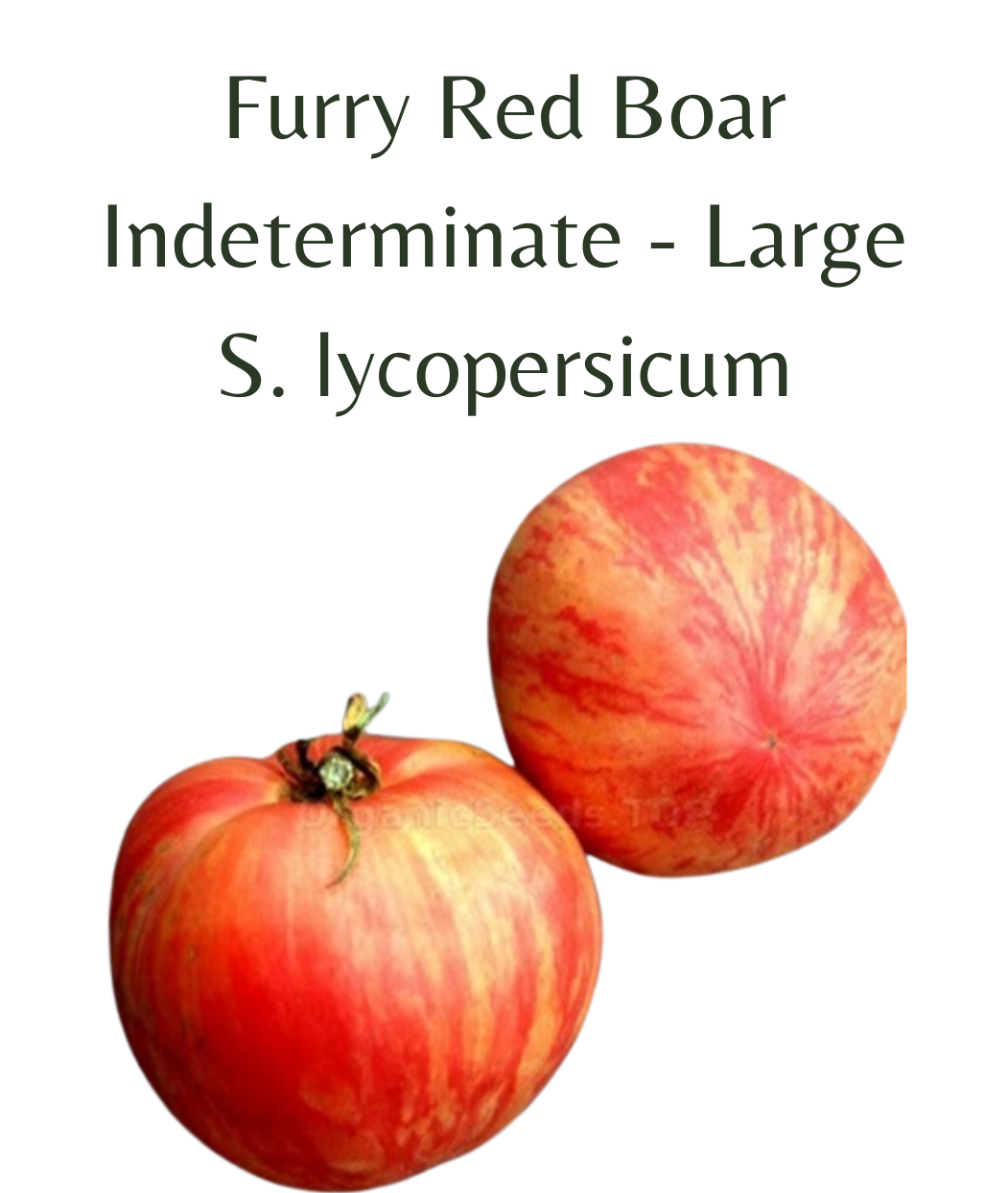Furry Red Boar Tomato (10 seeds)