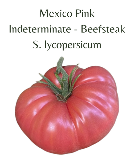 Mexico Pink Tomato (10 seeds)