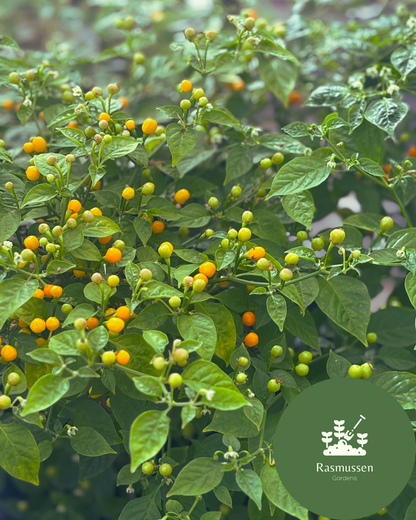 Aji Charapita Amarillo Chilli Seeds (10 seeds)