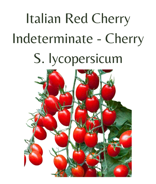 Italian Red Cherry Tomato (10 seeds)