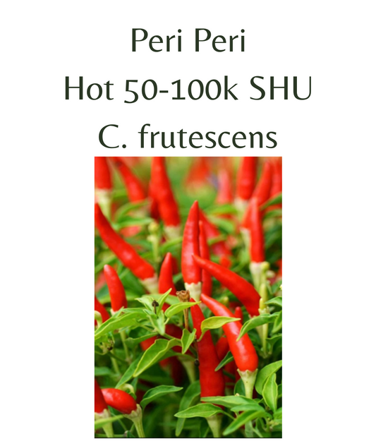 Peri Peri Chilli Seeds (10 seeds)