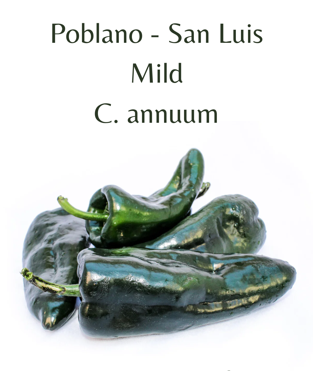 Poblano - San Luis Chilli Seeds (10 seeds)