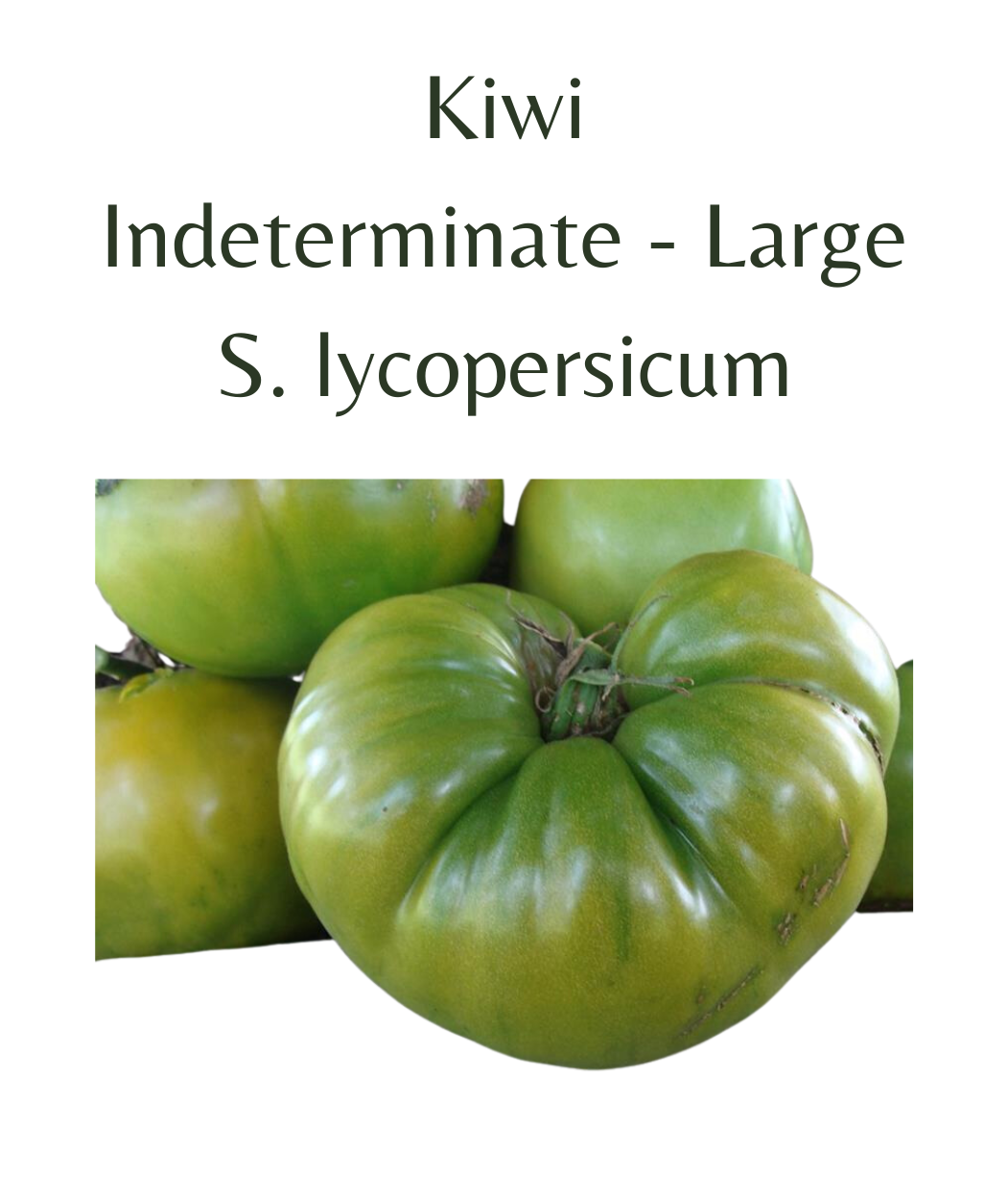 Kiwi Tomato (10 seeds)
