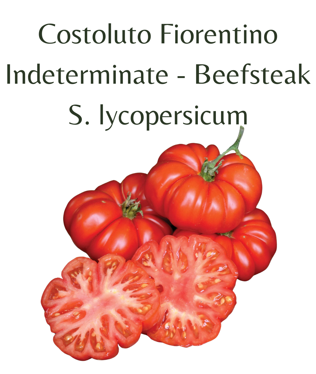 Costoluto Fiorentino Tomato (10 seeds)