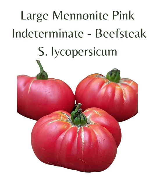 Large Mennonite Pink Tomato (10 seeds)