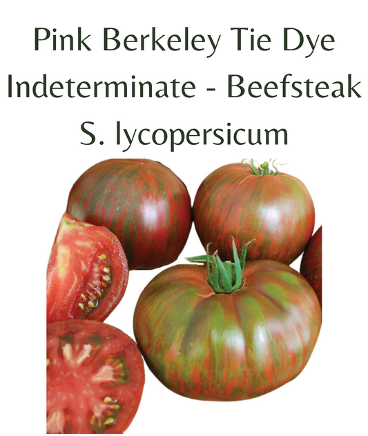 Pink Berkeley Tie Dye Tomato (10 seeds)