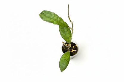 Hoya AH 021, Very Rare