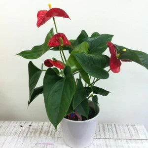 Mini Anthurium Plant