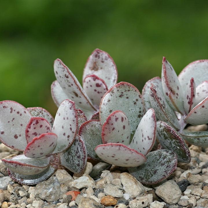 Adromischus Malculatus Mosselbaai | Mossel Bay