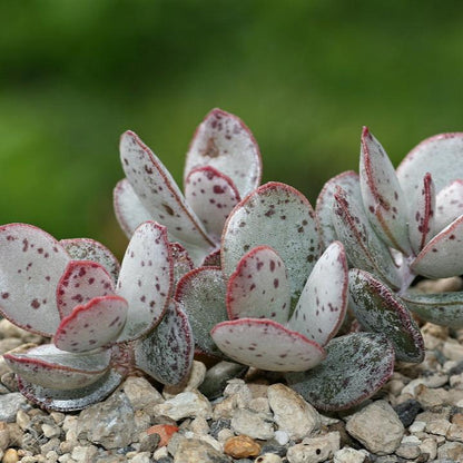 Adromischus Malculatus Mosselbaai | Mossel Bay