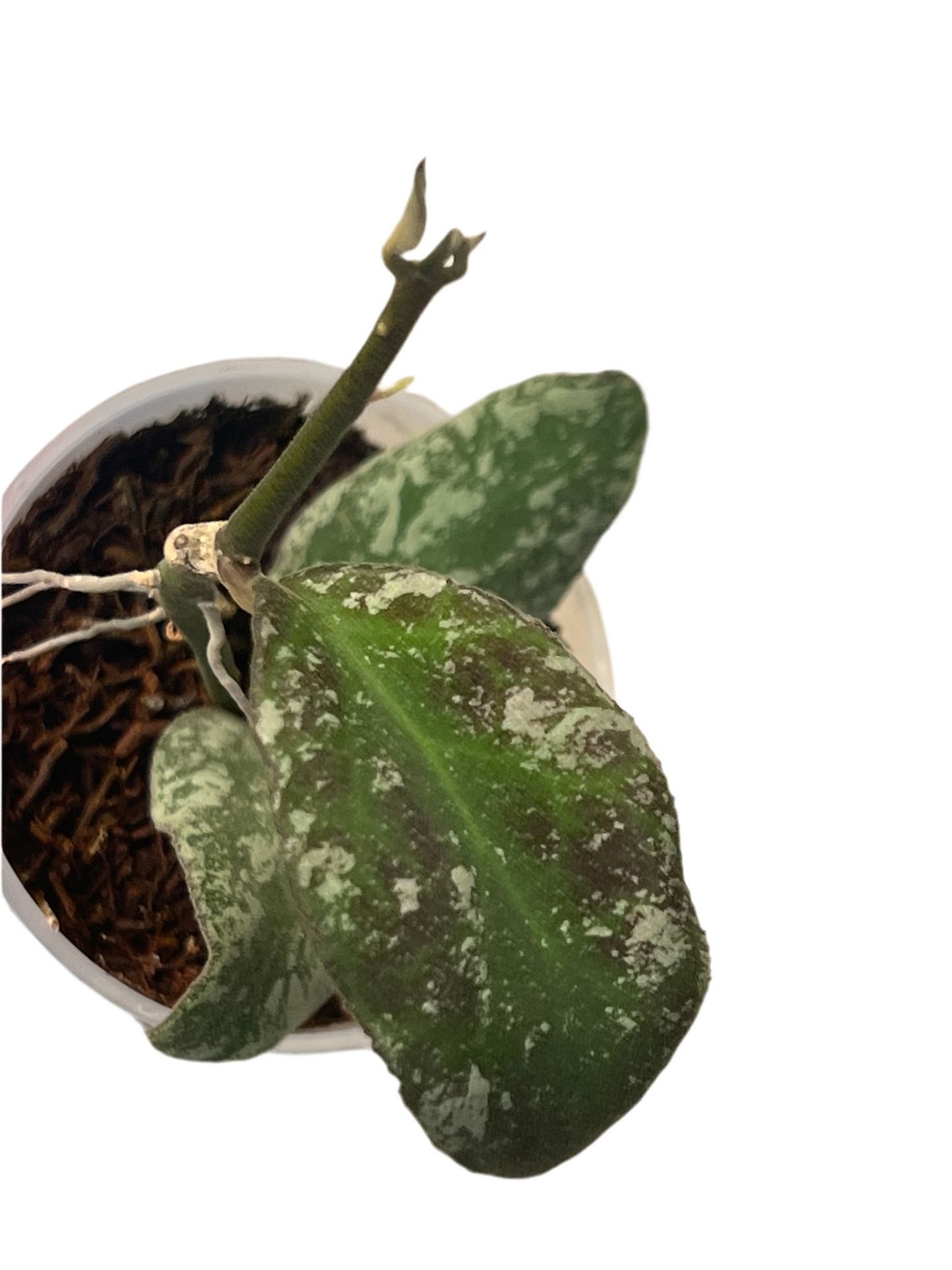 Hoya waymaniae ‘Cloudy Sky’ , Extremely Rare