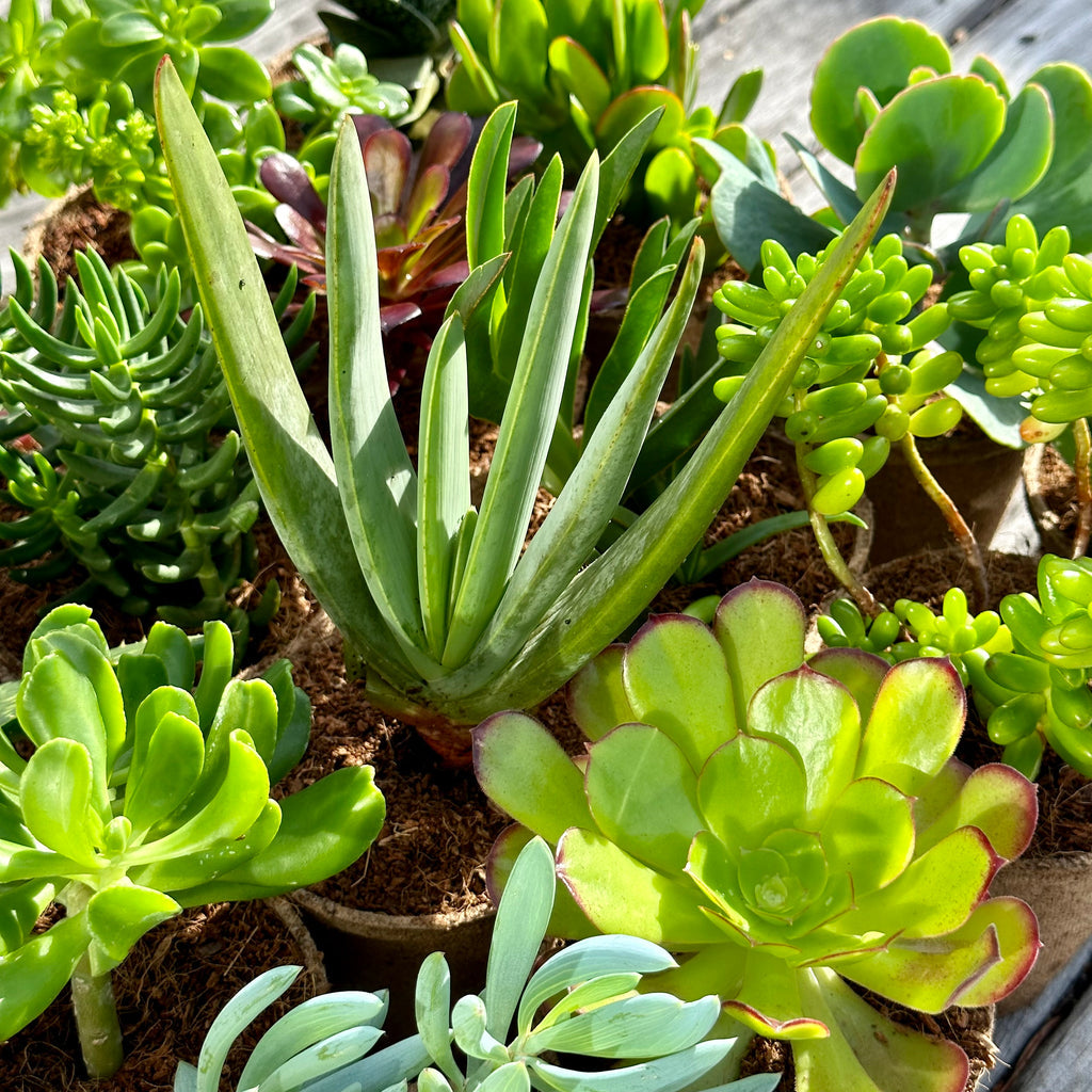 MIXED Succulents Gift Box (6 Pack)