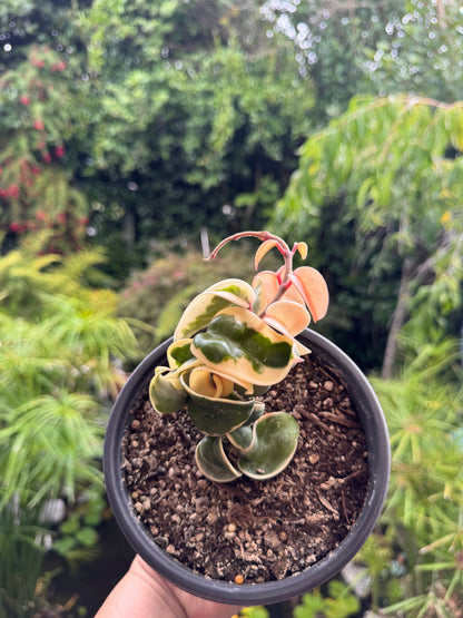 Hoya compacta 'Regalis' in 15cm pot
