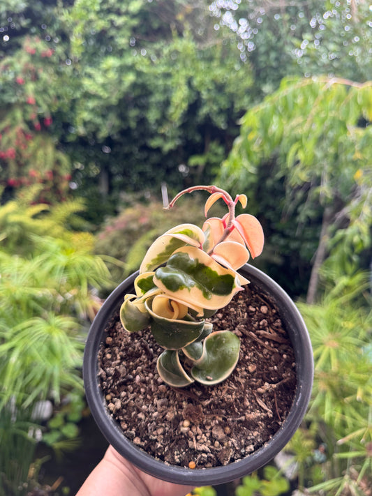 Hoya compacta 'Regalis' in 15cm pot