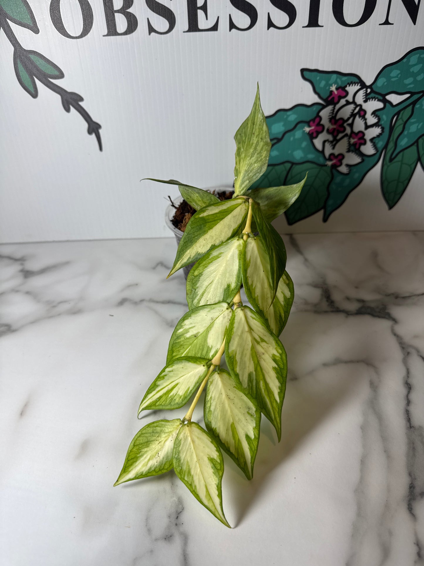 Hoya polyneura (Inner Variegated)