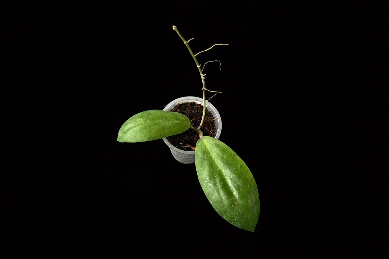 Hoya sp. AH ‘Mei Lin’, Very Rare