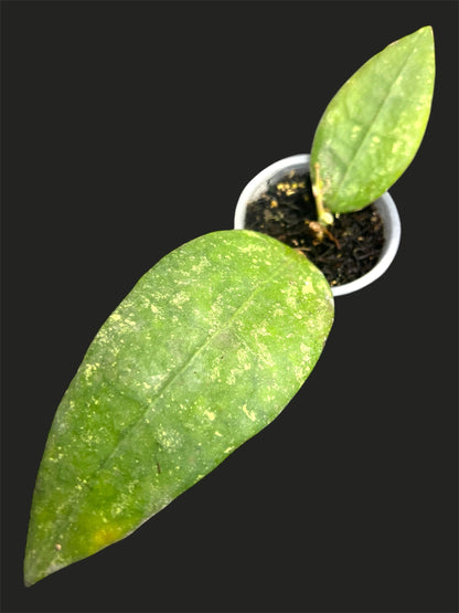 Hoya sp. Ko Chang island IML 1508 , Very Rare