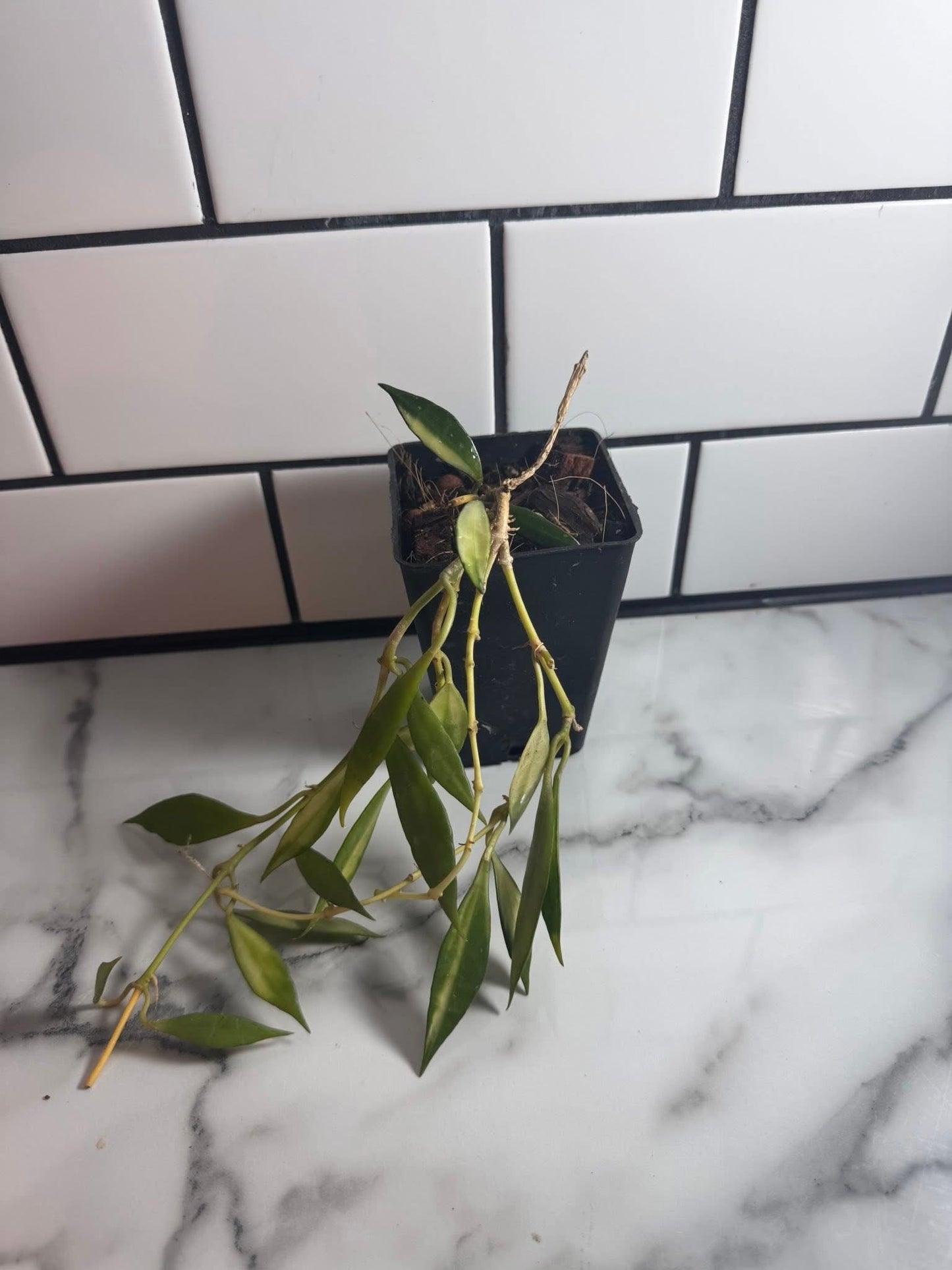 Hoya lacunosa (Inner variegated)