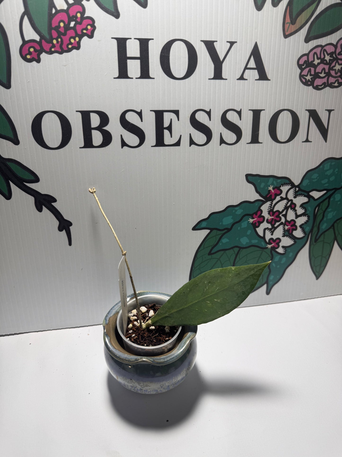 Hoya ruthiae (aka UT-168)