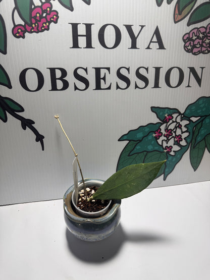Hoya ruthiae (aka UT-168)
