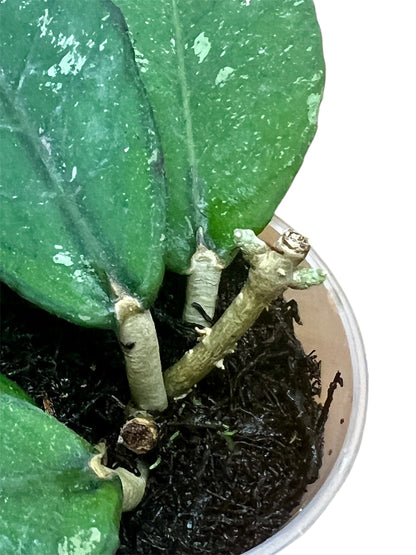 Hoya sp. Aceh, Clone 2, Extremely Rare