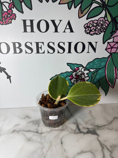 Hoya pachyclada - Big round leaves , Outer variegated