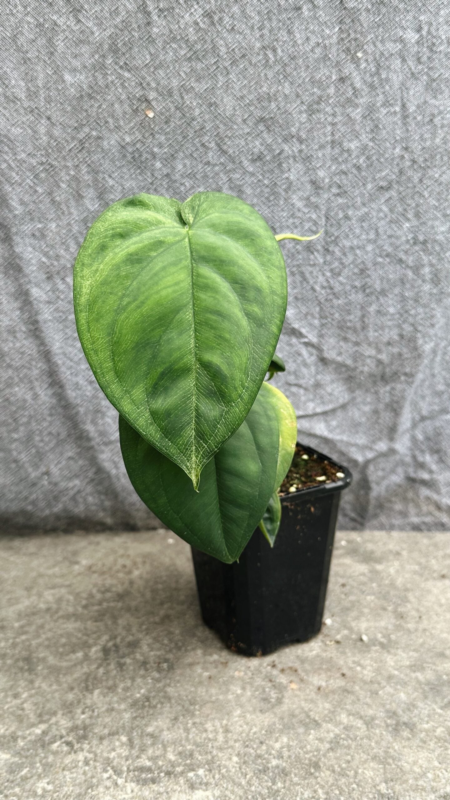 Syngonium Chiapense ‘Frosted Heart’