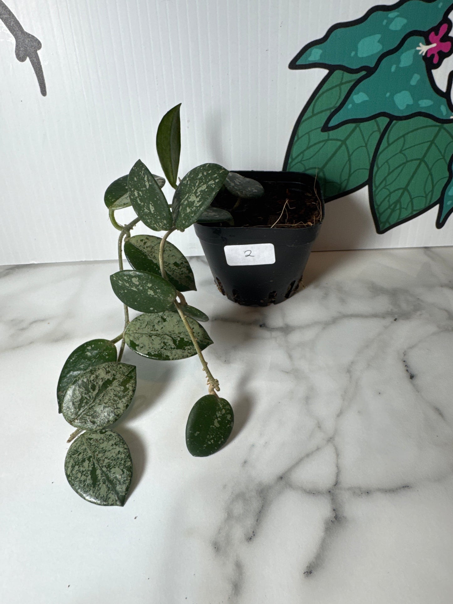 Hoya ‘Mathilde’ (High Splash) - Small plants