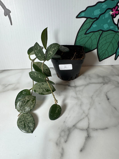 Hoya ‘Mathilde’ (High Splash) - Small plants