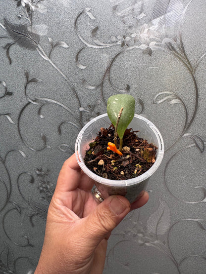 Hoya isabelchanae, Very rare