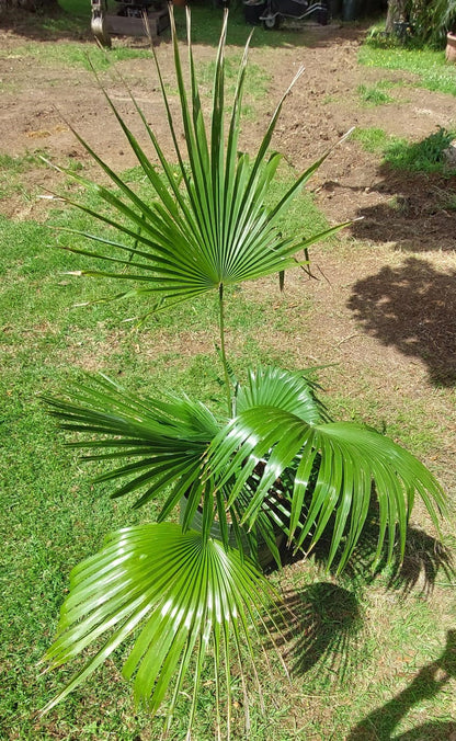 Trachycarpus princeps (Silver Prince Palm)