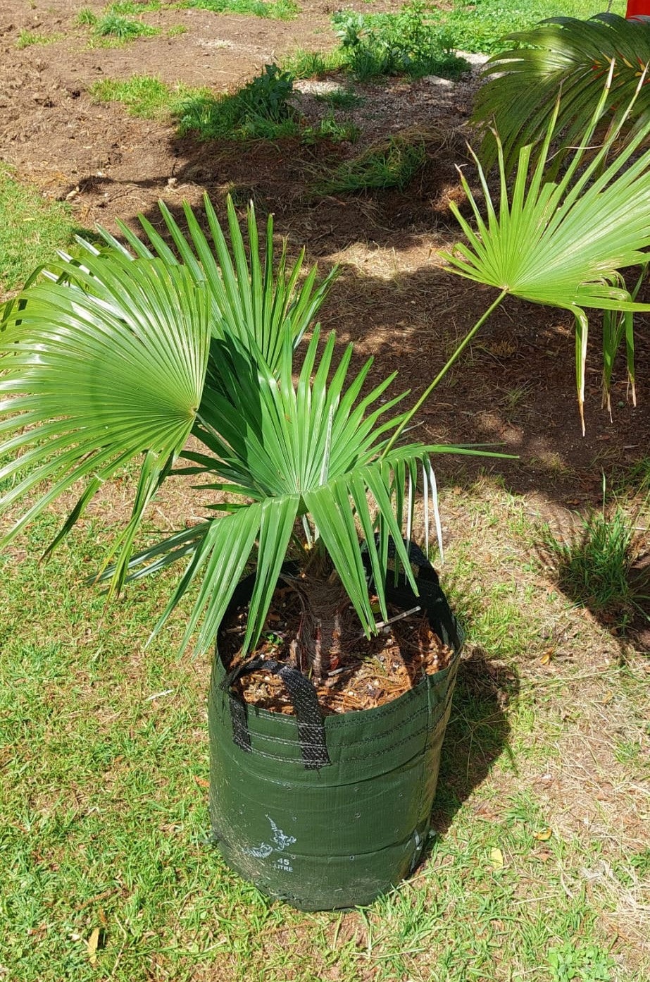 Trachycarpus princeps (Silver Prince Palm)