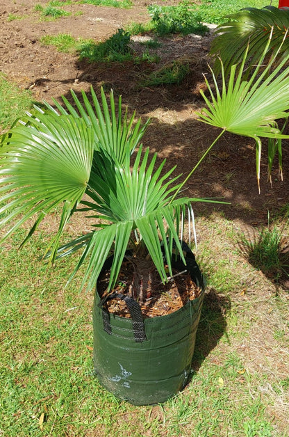 Trachycarpus princeps (Silver Prince Palm)