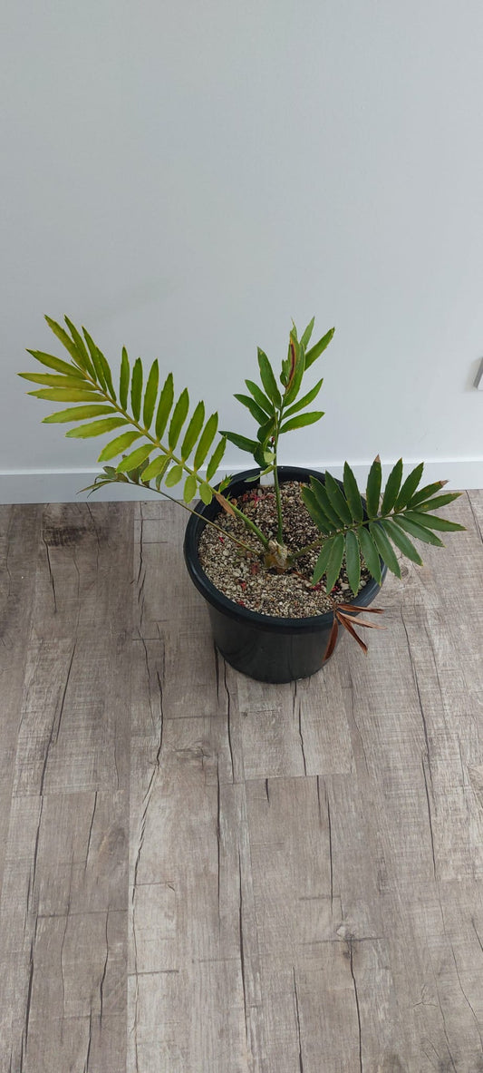 Encephalartos turneri