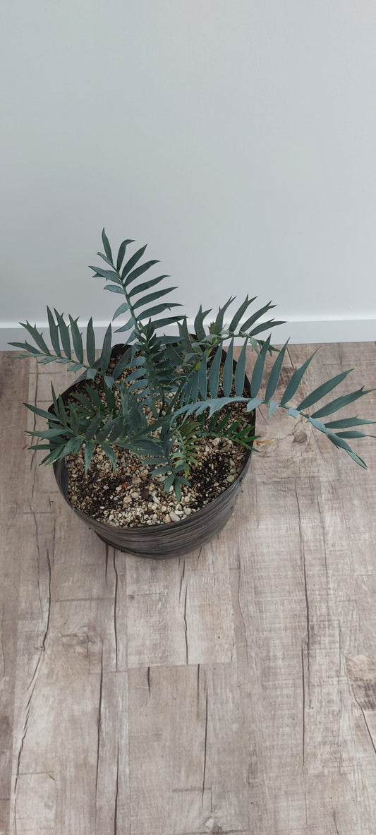 Encephalartos trispinosus